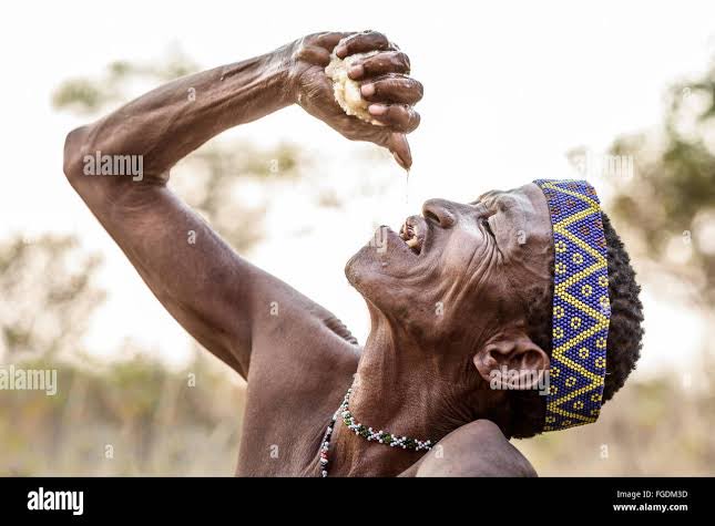 #7wordspoet #roots 

African desert tribe drink water from roots. 

🙏