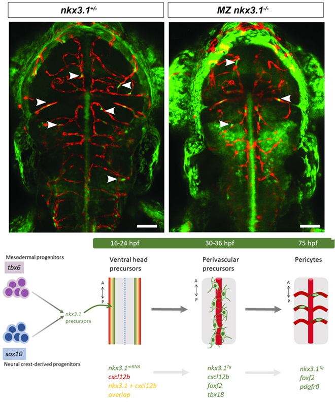 PLOS Biology tweet media