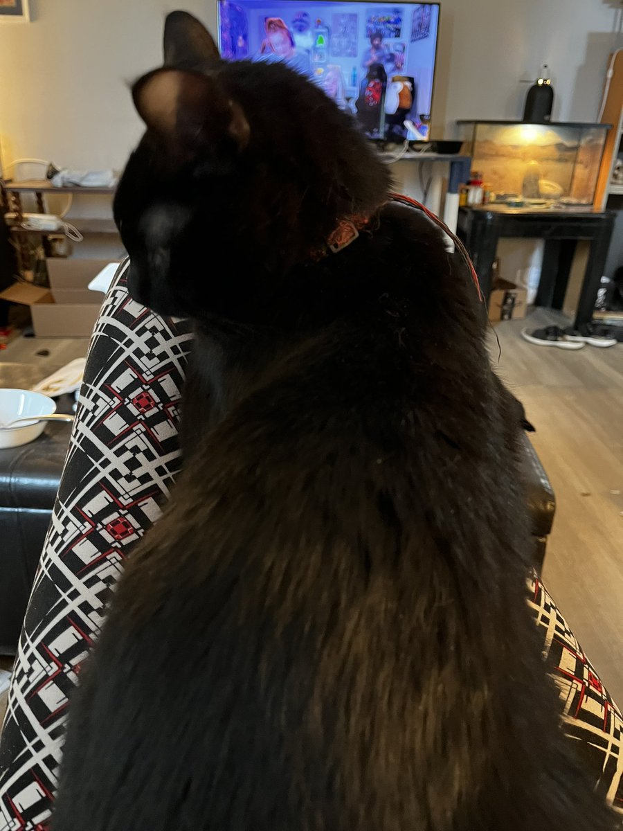 What do you do when your baby meows, followed by hopping on here and makes themselves at home on your lap? Absolutely nothing. House Panther wins. #AdoptDontShop #blackcatsoftwitter #housepanthersrule