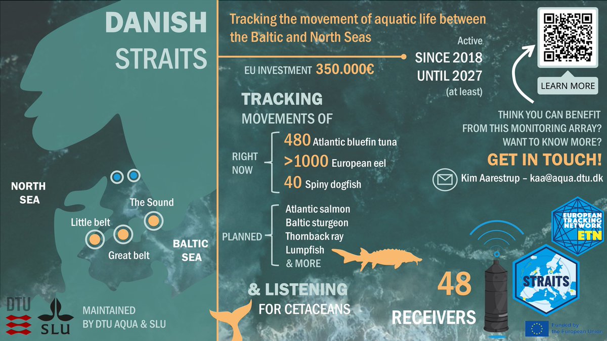 DYK the Danish Straits have been listening for acoustically-tagged fish 🐟 since 2018!? All 3 straits detect movements of fish between the Baltic and North Seas as part of our #STRAITSproject. Salmon, trout, eel & more have so far been detected! 🙌🦈🐟 stay tuned for more 🤩