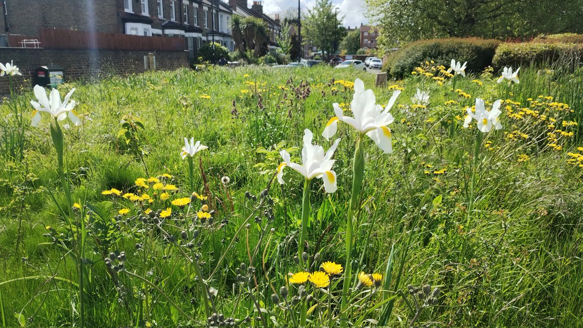 Lilies on the wildflower meadow. #nomow #lilies #flowers #se23 #sydenham #bellgreen