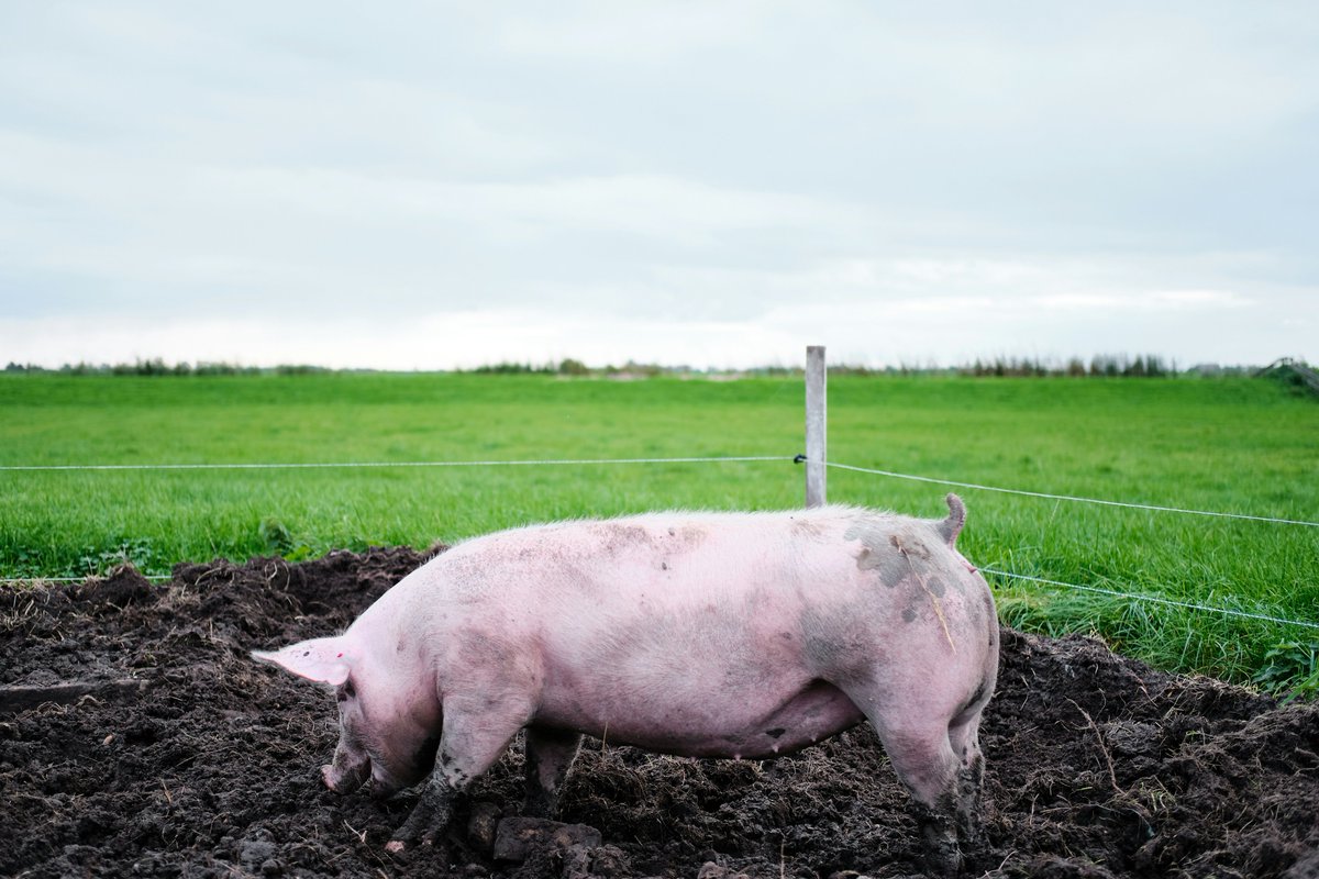 A high dosage of dietary copper enhances growth performance of weaned #pigs without the need for high copper absorption & accumulation in the liver, thus reducing risk of stress & harmful effects🐷 (J. van Baal) @WURlivestock @ElsevierVetNews @BSAS_org @INRAE_DPT_PHASE