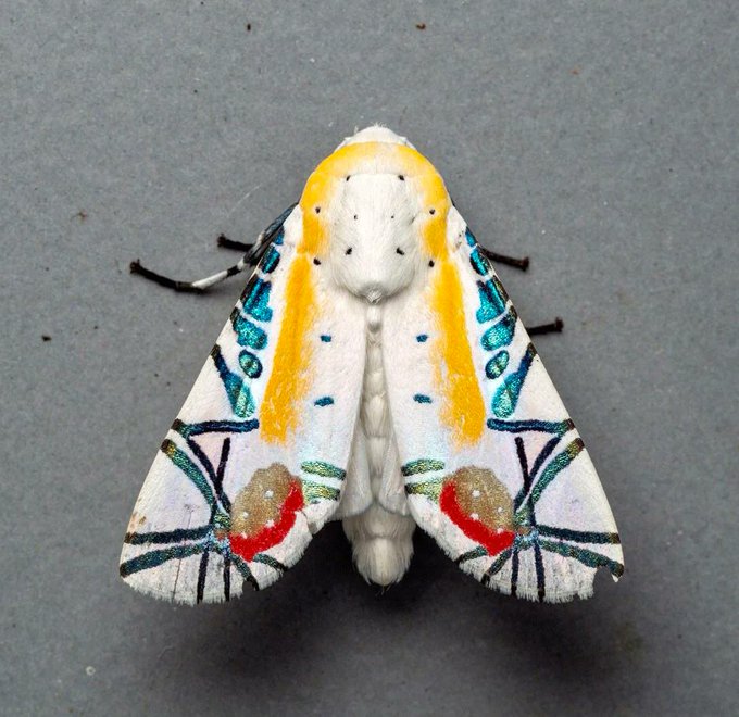 Dubbed 'The most interesting moth in the world,' the incredible Picasso moth (Baorisa hieroglyphica) is a rare beauty found in India and Asia. [📸 msone]