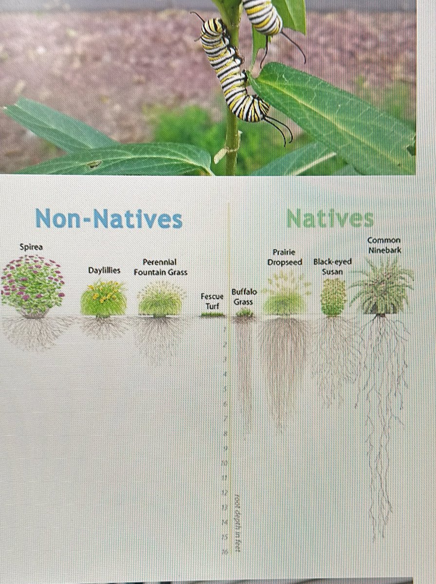 Pretty neat little graphic to tell you why native plants are superior for erosion control and water quality