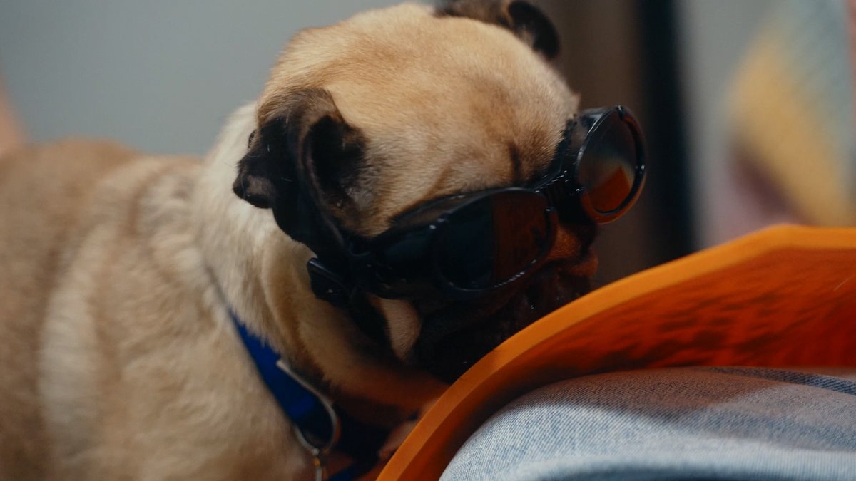 We're over the moon Stan made a brilliant recovery! Stan received Laser therapy, which is a non-invasive form of treatment using light wavelengths to help generate tissue healing. 💙🐶 Learn more about physiotherapy at Battersea 👉 bit.ly/3JCqAM1