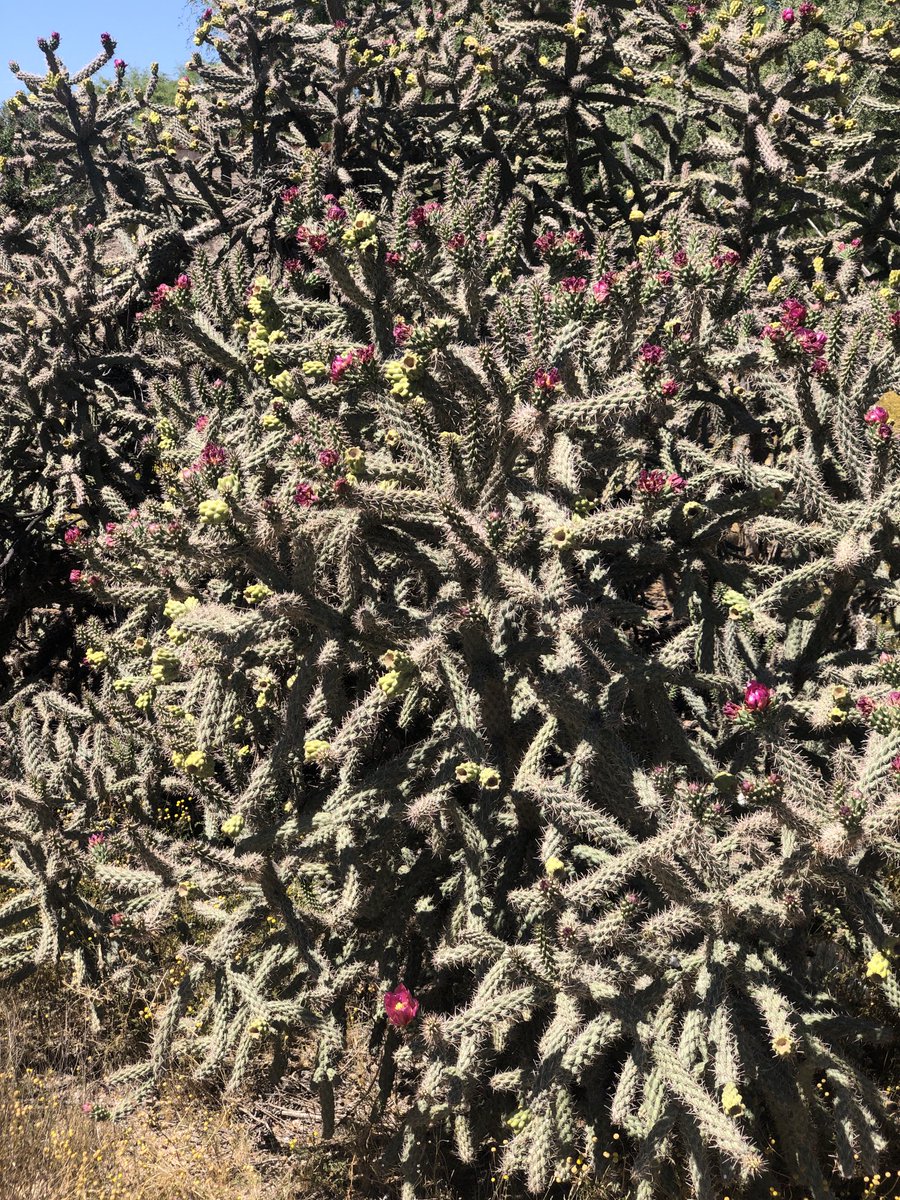 Big old cane cholla🩷 No touchy #cholla #sonorandesert