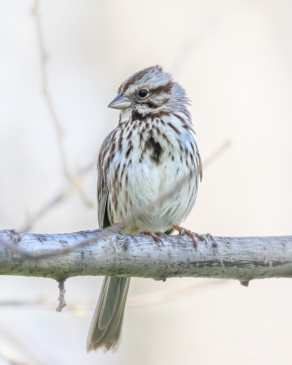 Song Sparrow 🎶
#birdcpp @CentralParkNYC #songsparrow #birding #bird #sparrow