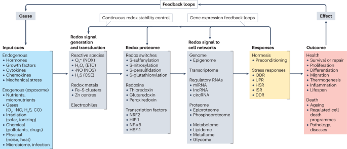 Now Online Fundamentals of redox regulation in biology dlvr.it/T6DtRz