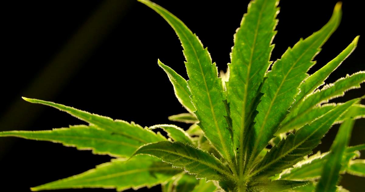 US drug control agency will move to reclassify marijuana in a historic shift, AP sources say bit.ly/3WgOjc5