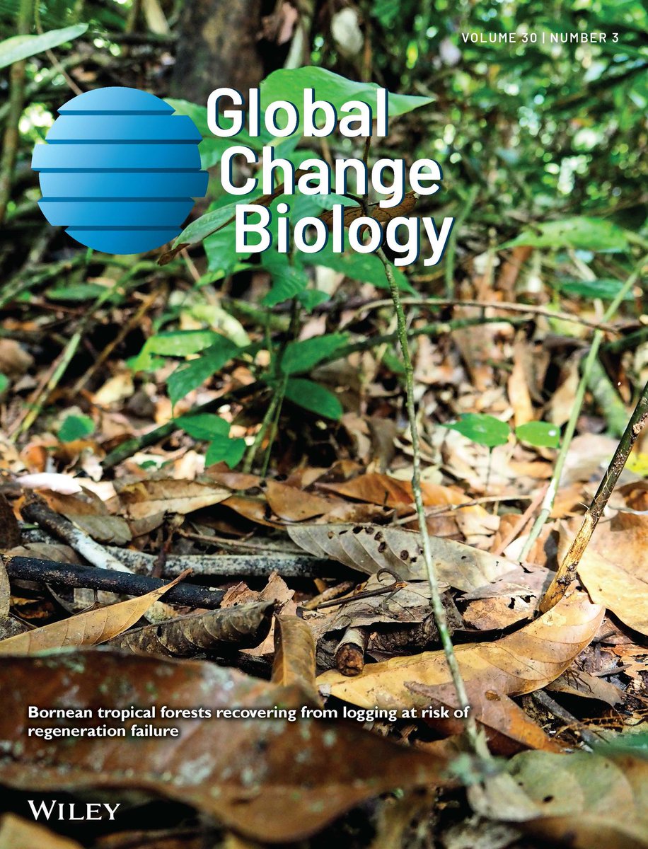 Read the latest in #globalchange research in our latest issue 👇 📖 onlinelibrary.wiley.com/toc/13652486/2… 📸 Logged tropical forests have reduced seedling density & diversity, even w. active restoration treatments (see Bartholomew et al.; onlinelibrary.wiley.com/toc/13652486/2… ). Photo by David Bartholomew.