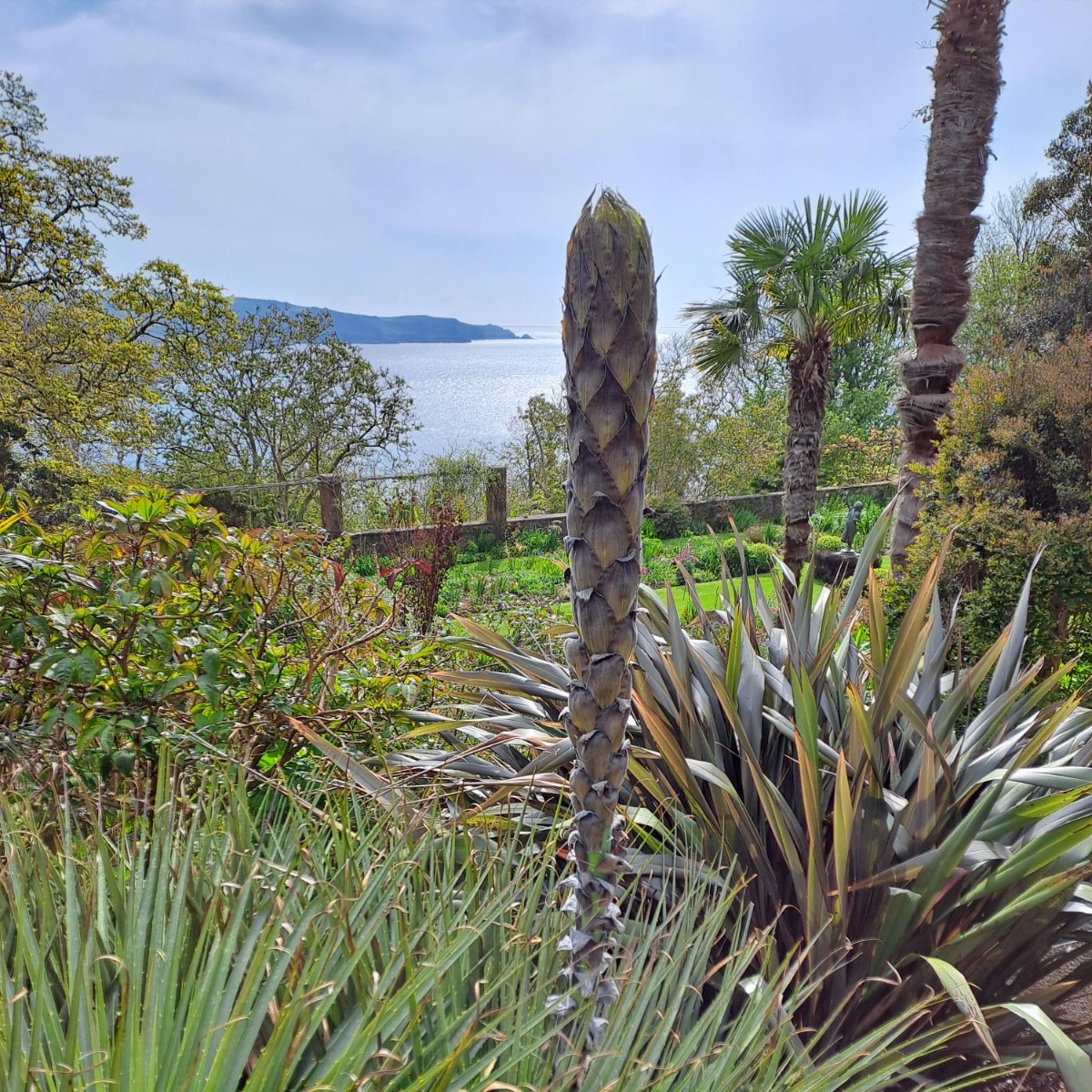 In positive nature news, a 12ft tall puya from Chile is about to bloom at Overbecks in Devon. Will the flowers be green or turquoise blue? This will be the first time in 12 years that it's flowered. Photos: The garden at Overbecks by Jason Ingram; puya plant by Chris Groves.