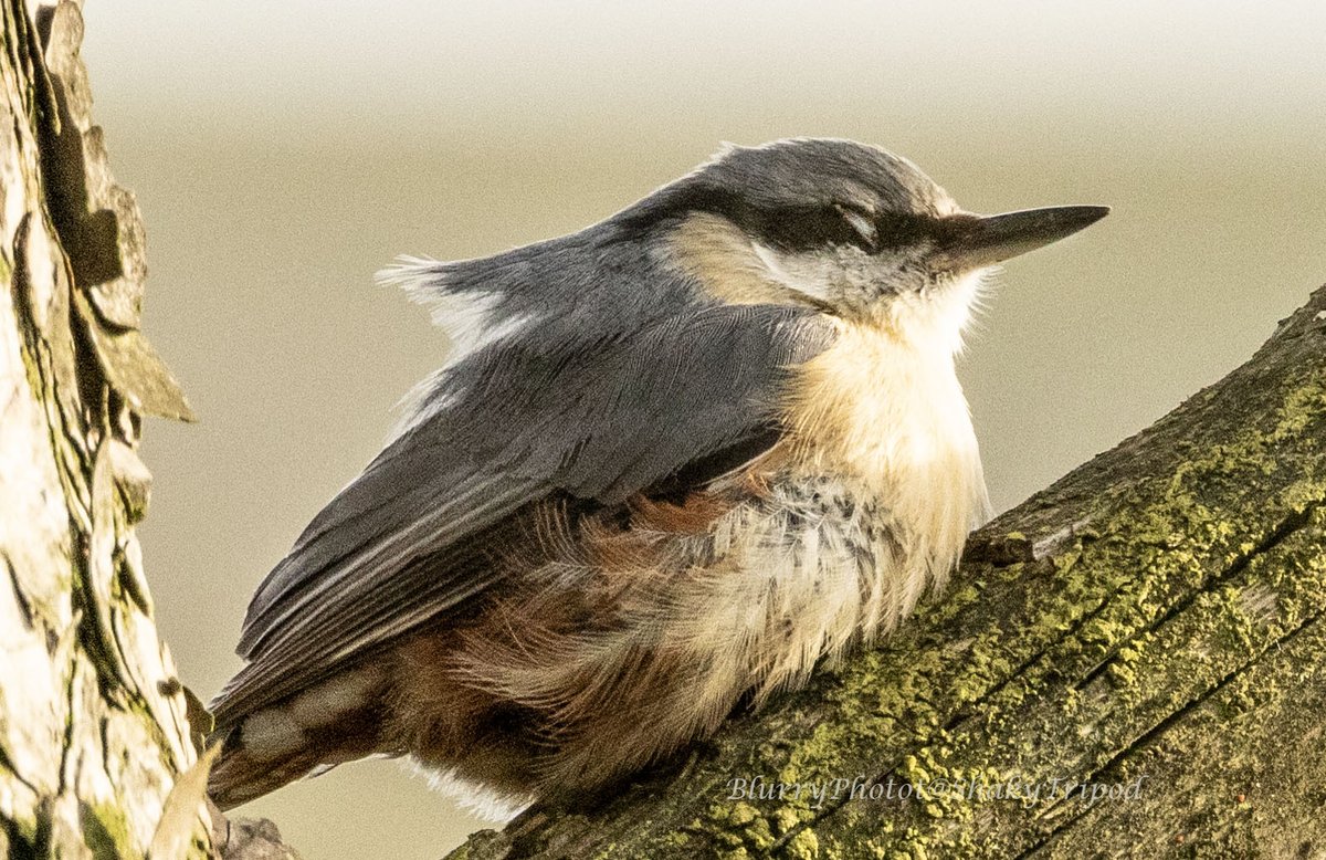 This  rather bedraggled #nuthatch seemed exhausted in light of setting sun.  Presuming probably on energy demanding nest support duties at moment.  #Weardale #NorthPennines
@NorthPenninesNL @NENature_ @durhamwildlife @Chrysal08959925 @LivingUplands 
@BBCSpringwatch