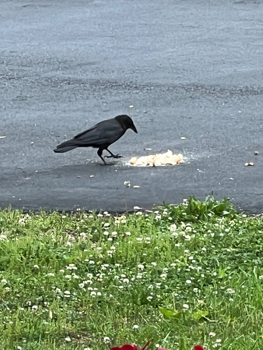 I fed the Crows this afternoon and Hoppy came back!