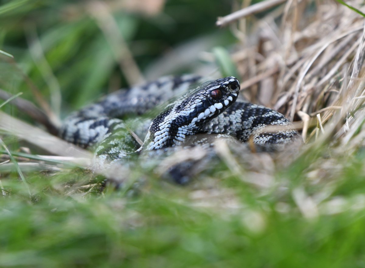 #Adders have been out in the valley enjoying the sunshine over the last few days.
@NlandNP  #Northumberland