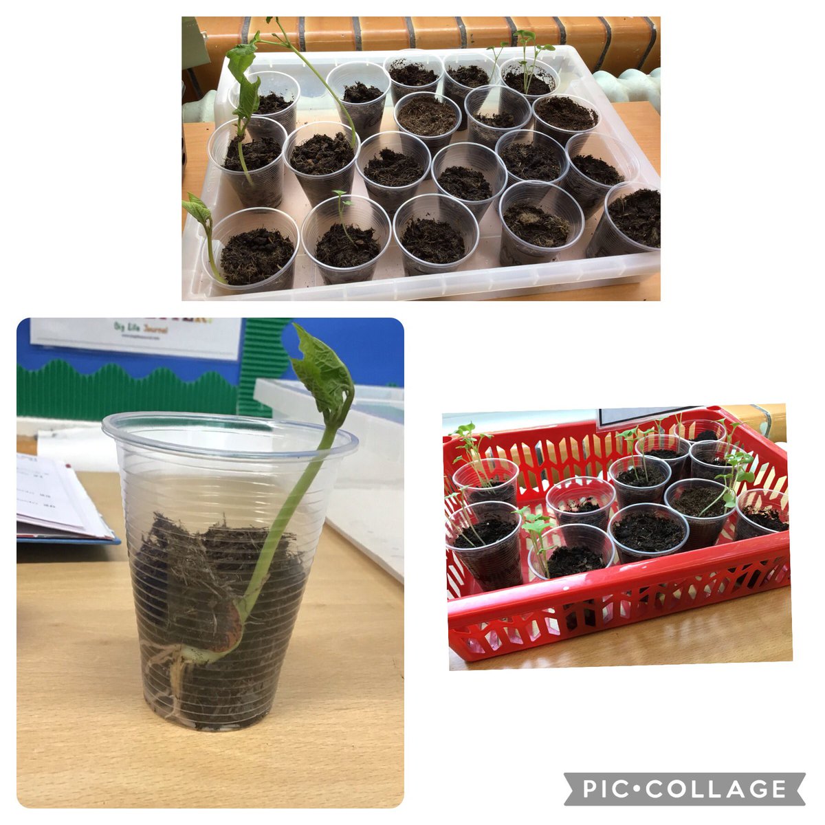 Wow! Look at our growing seeds #curiosity @DevonshireInf