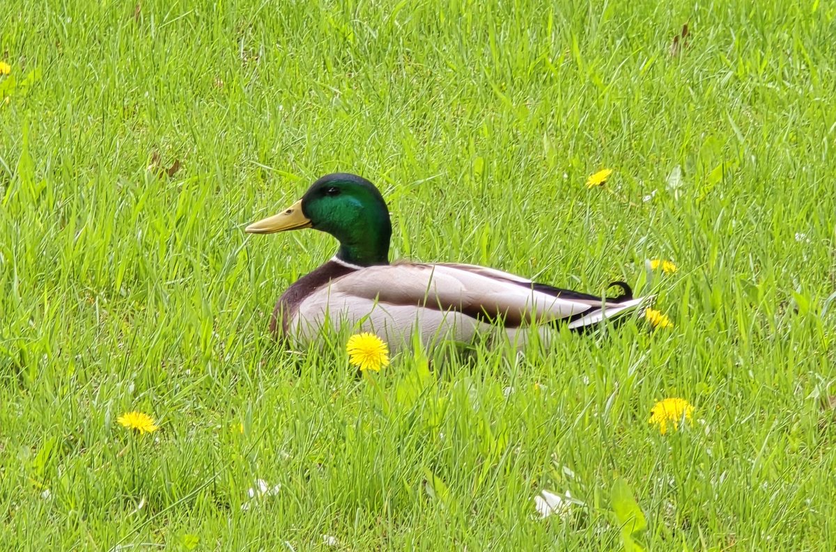 There's a duck chillin' on my front lawn.