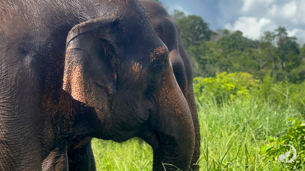 Maia and Bambi were grazing together, and when Guille approached, Maia became protective of Bambi. Bambi was a little wary at first, as her poor vision may make her unsure of who is coming. When she realized it was Guille, she relaxed, and so did Maia. globalelephants.org/guillermina-ch…