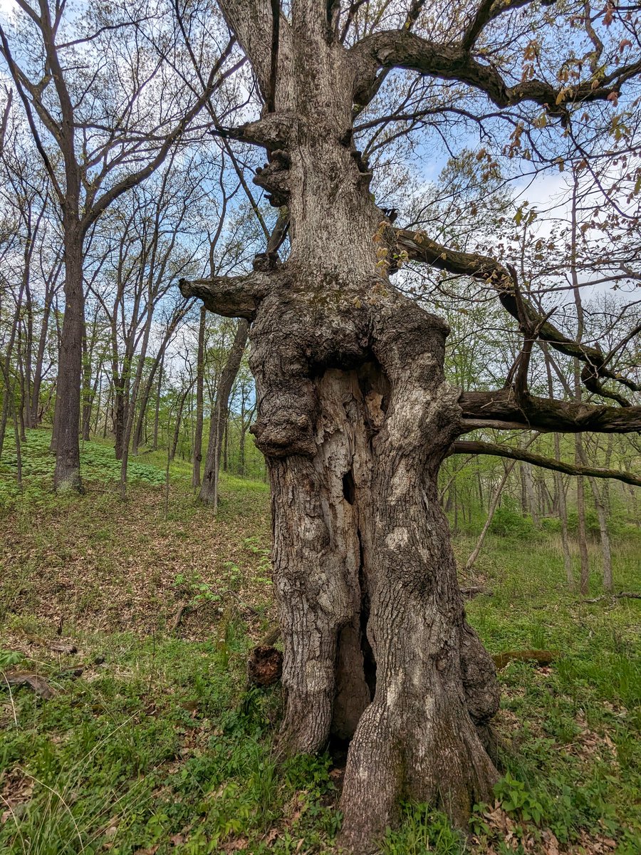1/2 This tree is known as the 'wolf oak'. It is located at the wolf preserve, a private nature preserve located in rural central Illinois near Petersburg. This tree has been dated at 425 years old, making it one of the oldest trees in the region