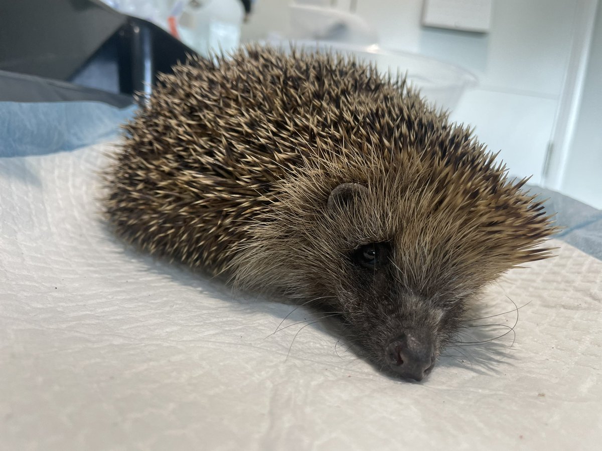 Dear sweet Ava has been feeding & living in our garden for a few weeks now, so she’s well nourished. I managed to get a poo sample & found that this poor girl is teeming with roundworm and lungworm. She knew where to come for help ❤️ Her treatment is underway. #hedgehog