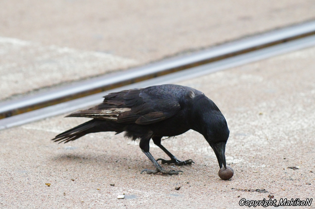 ボソさんがつついているのはなんだろう？

#カラス #ハシボソガラス #烏 #crow #corvus #corvidae #corvus_corone #carrion_crow #MakikoNakamura #sapporocrowResearch #中村眞樹子 #NPO法人札幌カラス研究会 #PENTAX #pentaxk3mkiii #pentax_dfa150450 #sapporo #札幌のカラス #wildbird