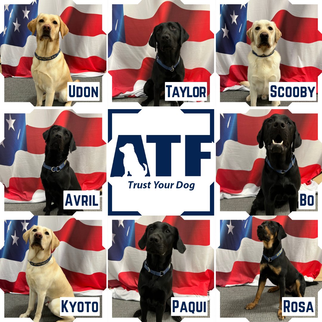 After 12 weeks of imprinting & hard training, eight K-9s graduated from the ATF Accelerant Detection Course at the ATF National Canine Academy on April 26. These K-9s and handlers form powerful investigative teams. Learn more at atf.gov/explosives/acc…. #TrustYourDog #ATFK9