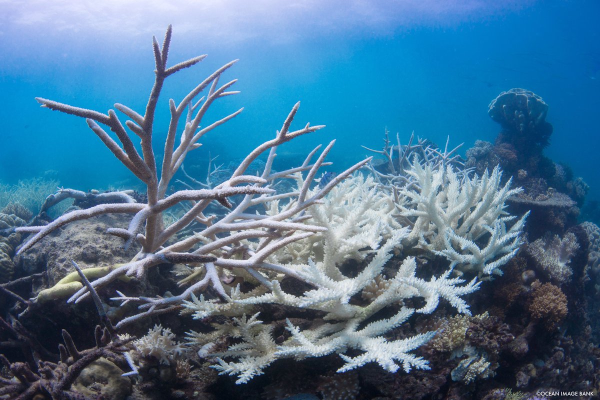 'This is happening again and again.' WCS's @emilysdarling spoke to #BeFM about recent global coral bleaching event and WCS's work to find and protect climate resilient reefs. WATCH: youtube.com/watch?v=4xXiTq…