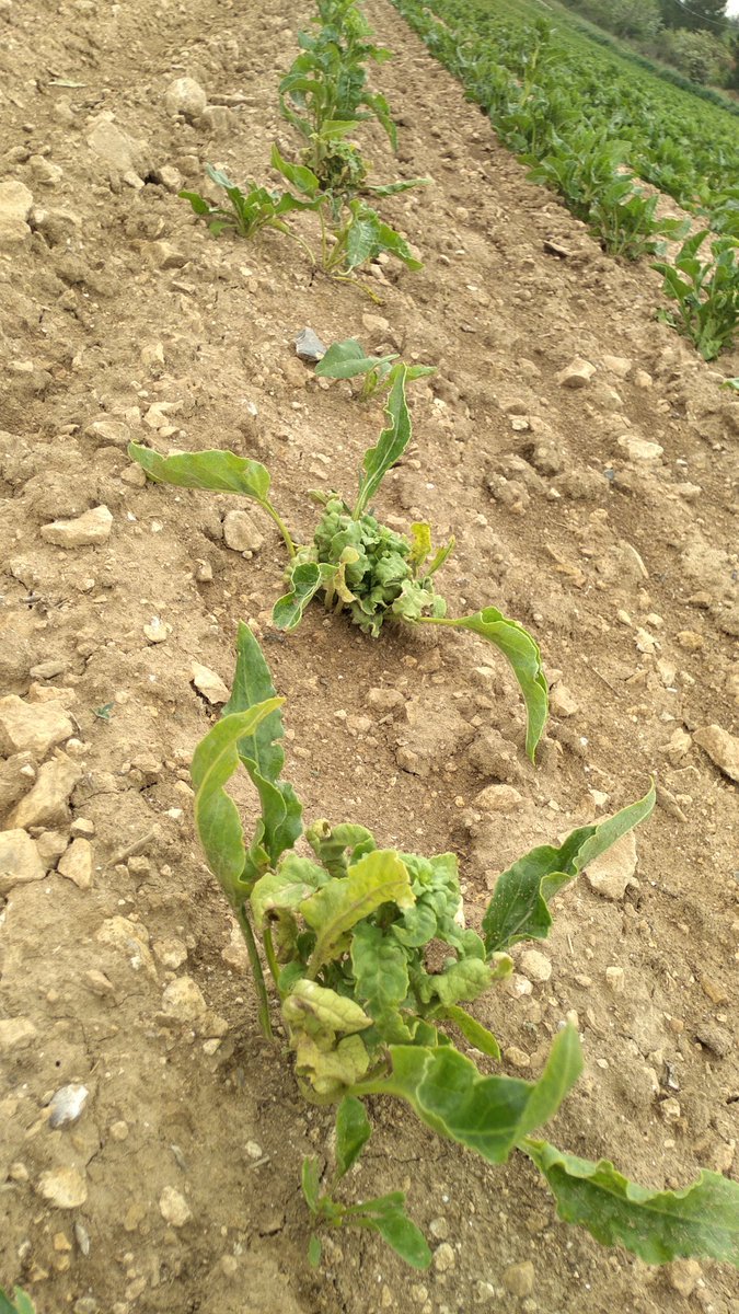 Dans nos betteraves sucrières porte graines 🌱 les mâles sont en train de mourir à cause du mildiou 😲😬
Aux dires du technicien, ces mâles (en provenance de Bretagne) auraient été déjà porteurs du mildiou avant le repiquage 🤔🤔
Quoiqu'il en soit.... C'est mal barré 🥴🤦🏻‍♂️🥴🤦🏻‍♂️