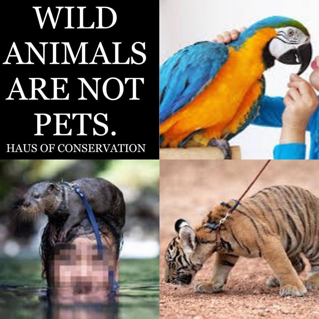 Thank you to everyone who supported our exotic pet social media posts throughout April 🙏 
Human, animal, marine & environmental. That’s what wellbelling for all life looks like. HAUS OF CONSERVATION
 #wellbeingforalllife #pet #pets #pettrade #Exoticpet #speciesism #endspeciesism