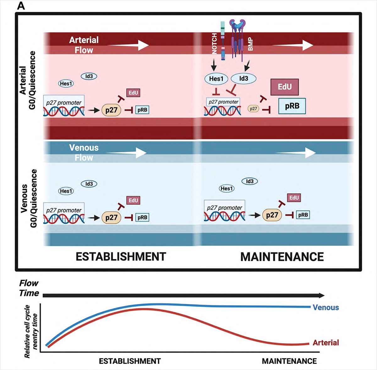 Endothelial cell quiescence depth varies with flow parameters and cell cycle inhibitor p27 levels in culture and in vivo. @PaulineBougaran @ZiqingLiu7 @vbautch1 ahajrnls.org/4dmlUYk