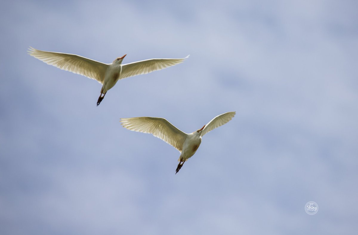 #WesternCattleEgret in #Flight.
4-29-24, at #LakeArbor in #Arvada, #Colorado.

#egret #bird #animal #wildlife #nature #photography #Canon #Tamron #naturephotography #birdphotography #Coloradophotography #Canonphotography