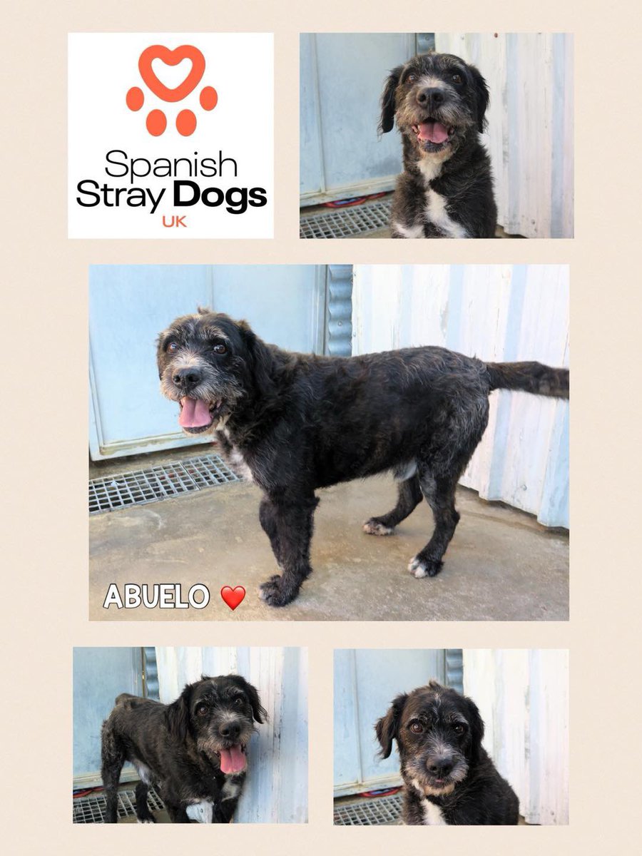 ABUELO🧡 **CAN TRAVEL TO U.K. - WE MAKE ALL ARRANGEMENTS** Sweet Abuelo…arrived with broken leg, yet he was so happy. Super loving, he loves people, dogs. Had surgery, doing well. For more info: Adoptions@spanishstraydogs.org.uk Profile: spanishstraydogs.org.uk/dog/abuelo-2/ #rehomehour