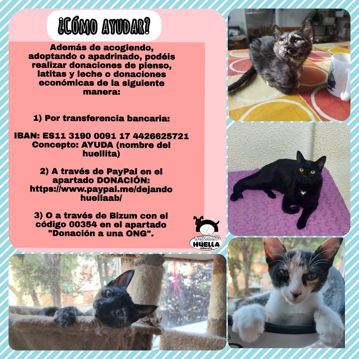 ¿Quieres saber cuáles son las formas de ayudar a nuestros huellitas? Además de apadrinar, adoptar, ser casa de acogida, socio o teamer, también puedes ayudar con donaciones. Cualquier aportación nos ayuda a seguir cambiando vidas. ¡Muchísimas gracias a todos! #Albacete