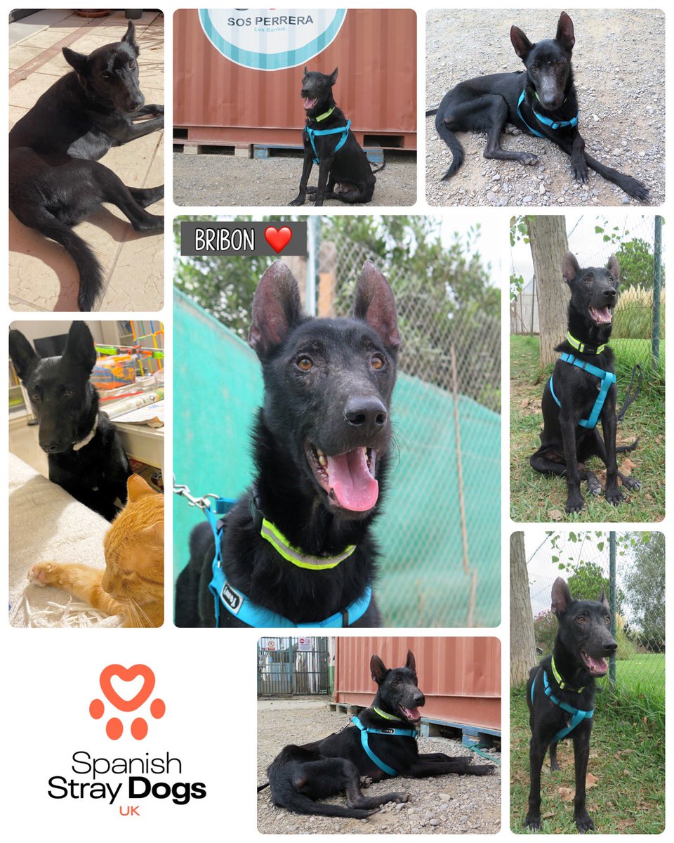 BRIBON 😘 Handsome 3-4 year old male crossbreed found wandering streets & brought to pound. More details will follow on our website. If you would like to know more about Bribon please email us via: Adoptions@spanishstraydogs.org.uk spanishstraydogs.org.uk/dog/bribon/ #rehomehour