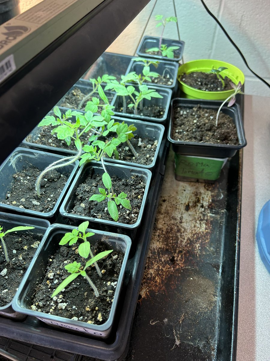 George Liolis tweet media