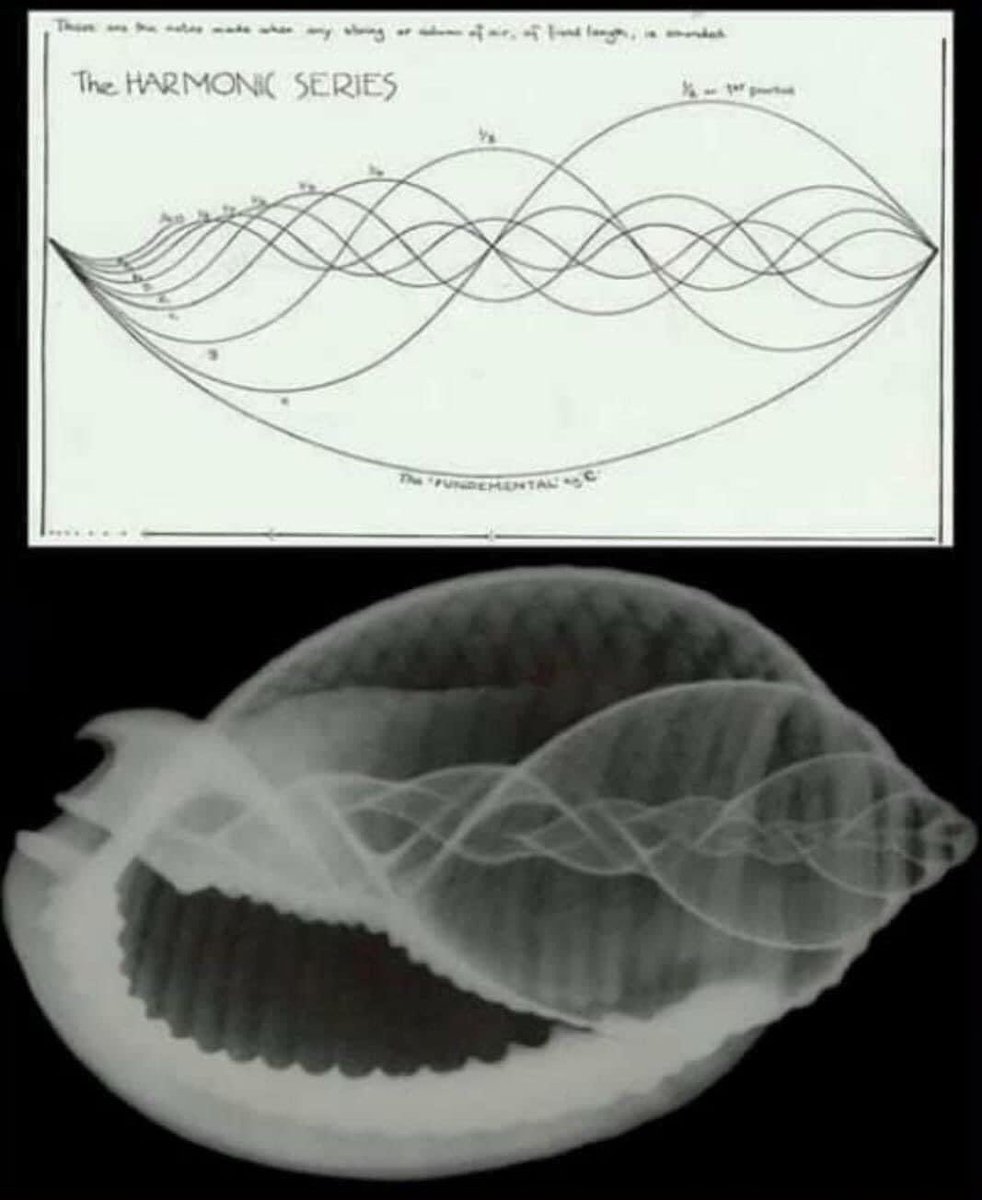 "Physical matter is music solidified" - Pythagoras 

Above is a diagram of the harmonic series...
Below is a photo of a shell....