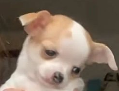 CaptainPressure tweet media