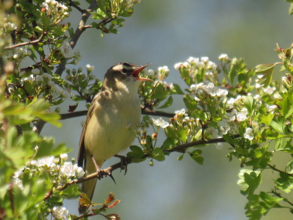 My first #SedgeWarbler #northantsbirds @wildlifebcn