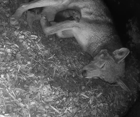 Your moment of critically endangered cuteness 💞 Red wolf Martha + her pup are the future of their species. Just 17 red wolves are known to remain in the wild. Join them via live webcam ➡️ nywolf.org/meet-our-wolve…