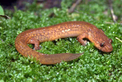 Spring salamanders look like they're made of raw chicken