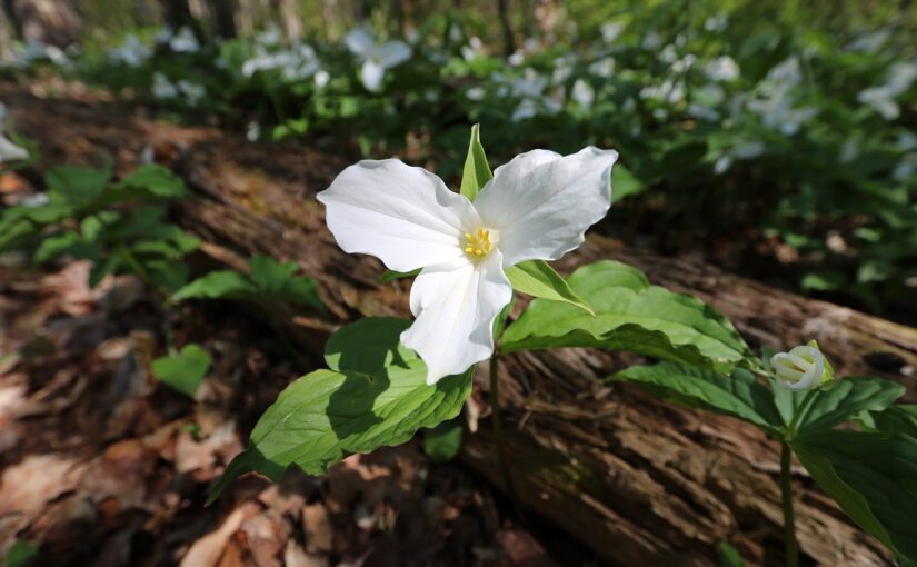 Psst, we aren't the only ones who are 'fawn-ed' of #WhiteTrilliums. They’re a favourite menu item for #WhiteTailedDeer! 🦌 Learn more about Ontario's provincial flower and where you can spot them: bit.ly/43OU1Ui