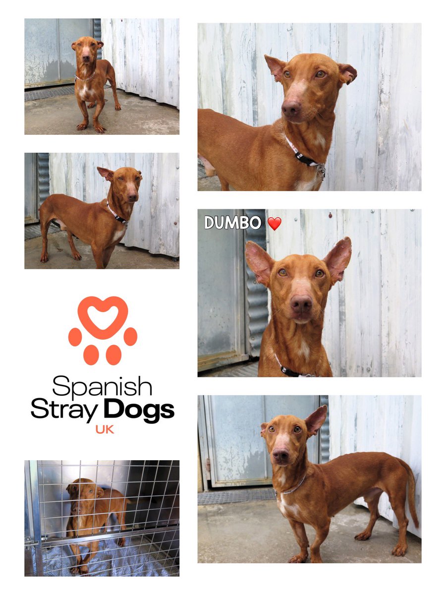DUMBO THE PODENCO ❤️ **CAN TRAVEL TO U.K. - WE MAKE ALL ARRANGEMENTS FOR YOU** Only recently arrived at pound, adorable Podenco, approx 2 years old, he was found on streets. Please email: Adoptions@spanishstraydogs.org.uk Profile: spanishstraydogs.org.uk/dog/dumbo-2/ #rehomehour #Podenco