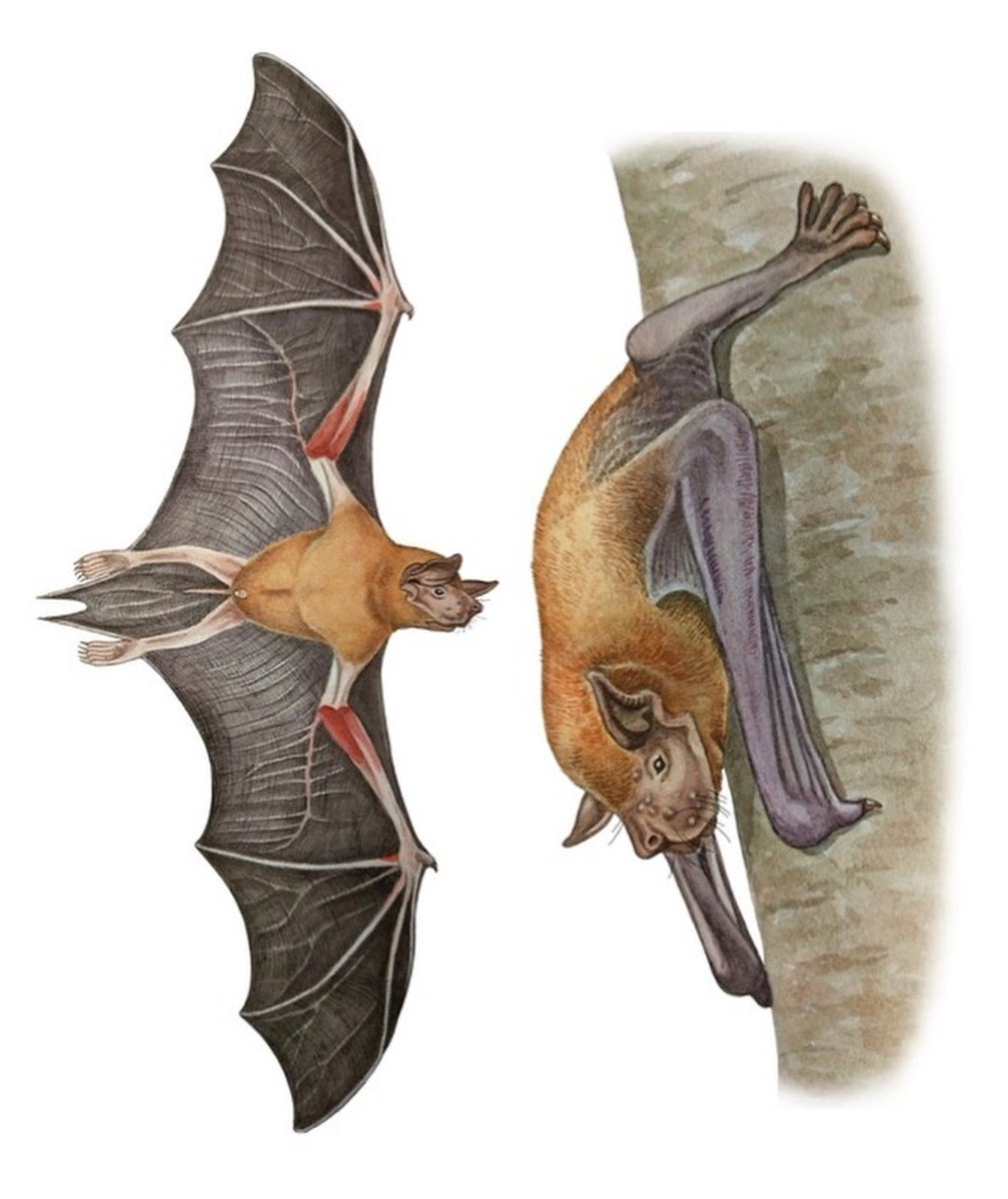 El mbopivoluntario, Elías Marín, está en un concurso de ilustración científica internacional, su dibujo es un murciélago conocido como 'pescador menor'. Apoyemos votandolo en este enlace: pr.easypromosapp.com/gallery/976498… #PCMPy #mbopi #pescadormenor