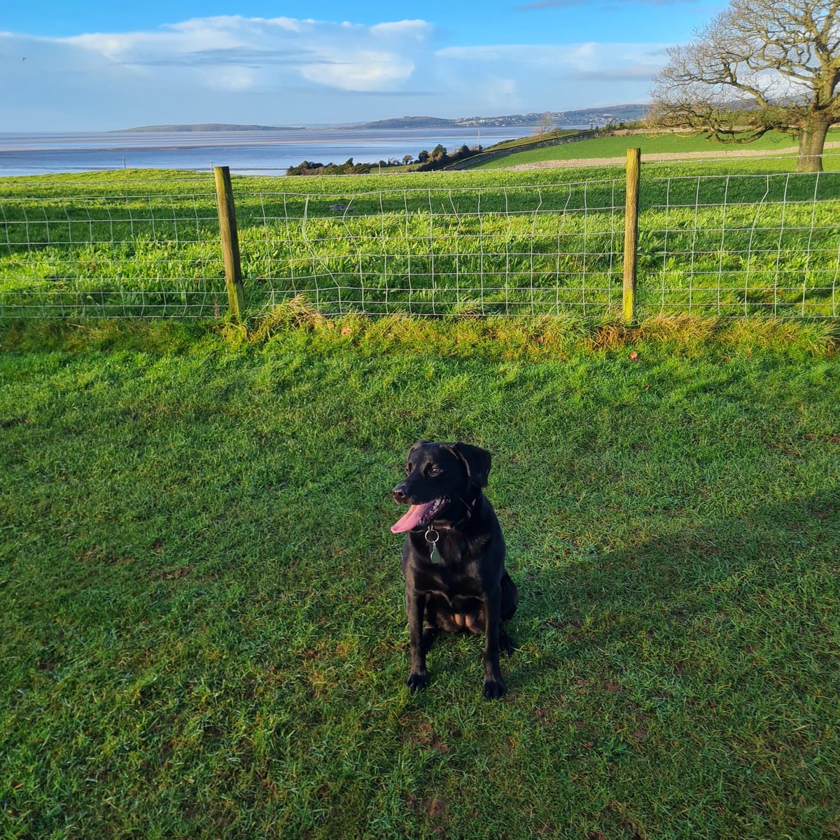 @effes22 Molly was born in Seamer, not far away. Hunmanby beach is dog friendly and her favourite.