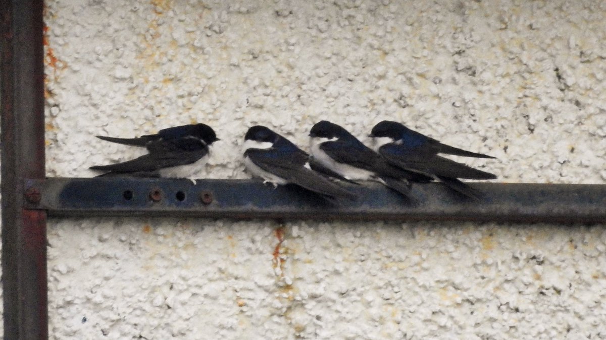 It's been a wet afternoon and evening on Barra with a fresh north-easterly blowing. Four dishevelled House Martins dropped into our township looking for a sheltered roost site, eventually settling on a neighbour's house for a much needed early night.