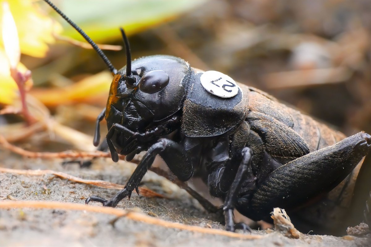 Great to do some fieldwork as part of my PhD, looking at parental age effects in field crickets. After working on Gryllus bimaculatus in the lab, it's been really interesting to compare them to G. campestris (which is found at the study site in Spain). @UofG_SBOHVM @IapetusDTP