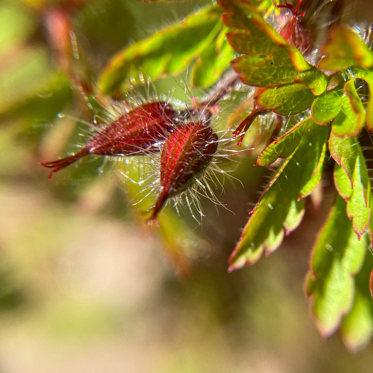 Lost in the beauty 💚

Tiny hairy seed capsules on wild geranium

#FoundBeauty #NoticeNature #solaceinnature #senseofplace #lovewhereyoulive #wildflower @wildflower_hour