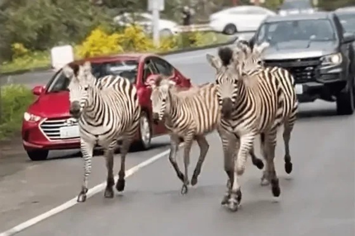 Zebras fugitivas são capturadas por policiais e cowboys nos EUA; uma delas continua foragida dlvr.it/T6DqTR .