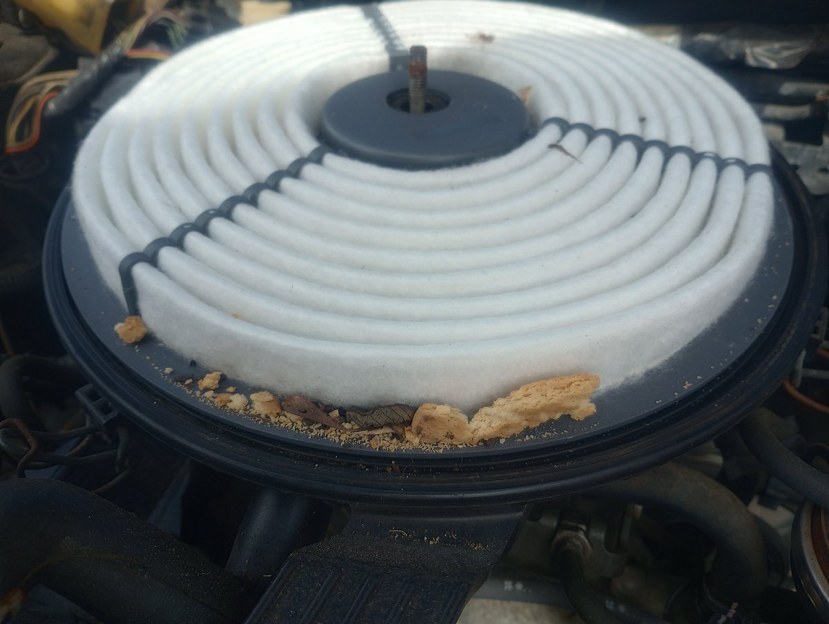 Saw some chewed seeds and things in the engine compartment of the Geo Metro. Figured I would check out the whole car bumper to bumper and sure enough Mr. Mouse left me some cookies in the air intake. 🙄