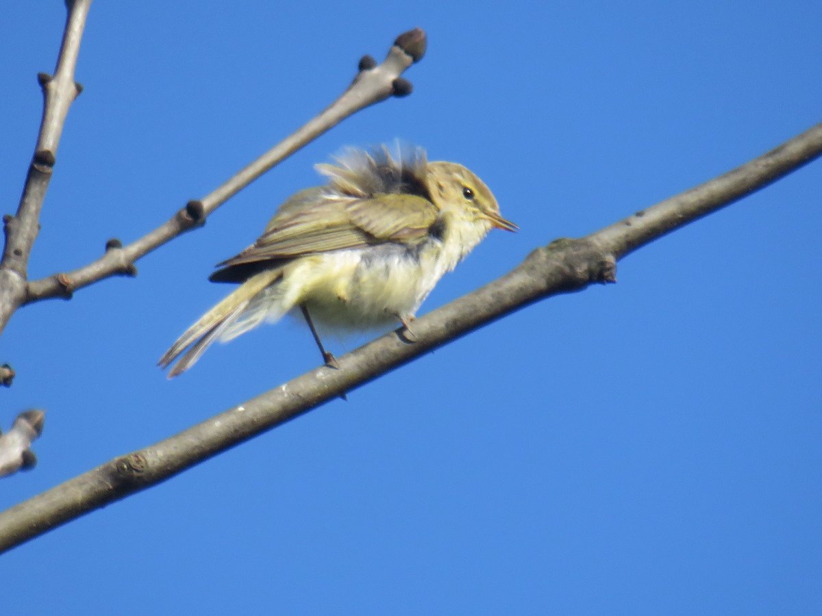 Chiffchaff #northantsbirds @wildlifebcn