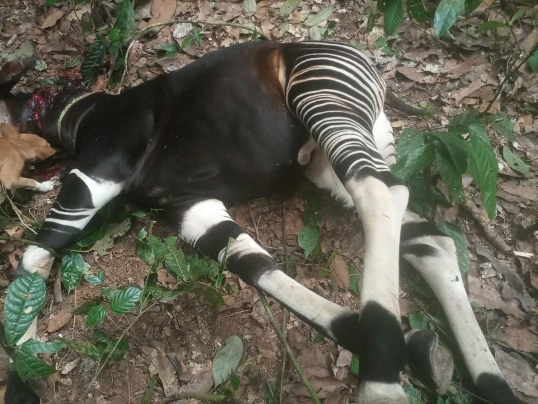 The okapi's conservation status calls for urgent action. Advocating for its uplisting to ⁦@CITES⁩ Appendix I would provide greater protection against illegal trade and help safeguard its future. Let's ensure the okapi's survival by elevating its status. #ProtectOkapi